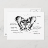 Angaben zu männlichen Pelvis Postkarte (Vorne/Hinten)