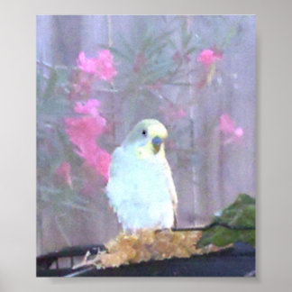 Angel der Budgie Poster