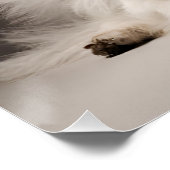 Angel Dog Poster (Ecke)