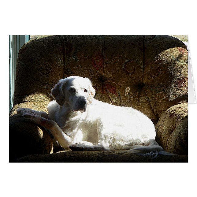 Angel English Setter (Vorderseite (Horizontal))