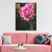 Angel Face Rose Leinwanddruck (Insitu (Wohnzimmer))