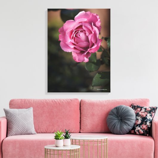 Angel Face Rose Leinwanddruck (Insitu (Wohnzimmer))