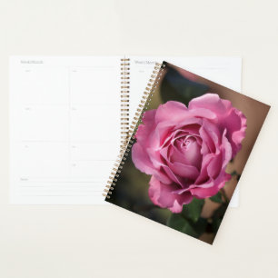 Angel Face Rose Planer