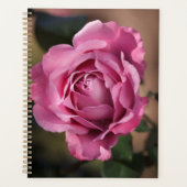 Angel Face Rose Planer (Vorderseite)