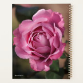 Angel Face Rose Planer (Rückseite)