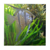 Angel Fish Fliese (Vorderseite)