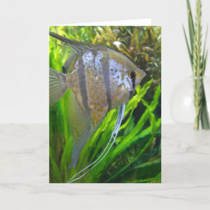 Angel Fish Karte