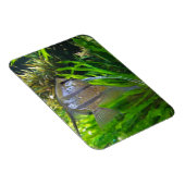 Angel Fish Magnet (Rechte Seite)