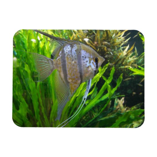 Angel Fish Magnet (Horizontal)
