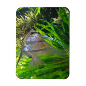 Angel Fish Magnet (Vertikal)