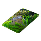 Angel Fish Magnet (Linke Seite)