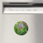 Angel Fish Magnet (In Situ (Geschirrspüler))