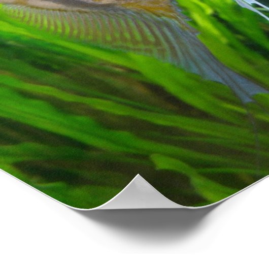 Angel Fish Poster (Ecke)