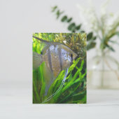 Angel Fish Postkarte (Stehend Vorderseite)