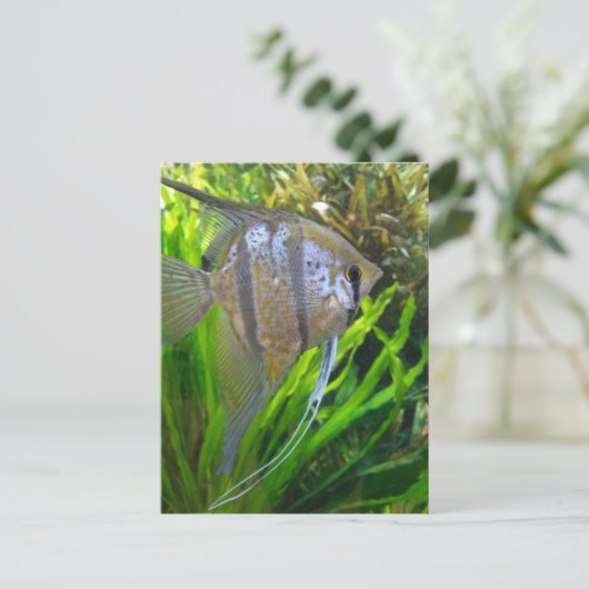 Angel Fish Postkarte (Stehend Vorderseite)