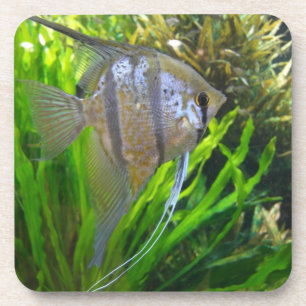 Angel Fish Untersetzer