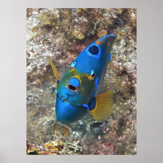 Angel-Gesicht Poster (Vorne)