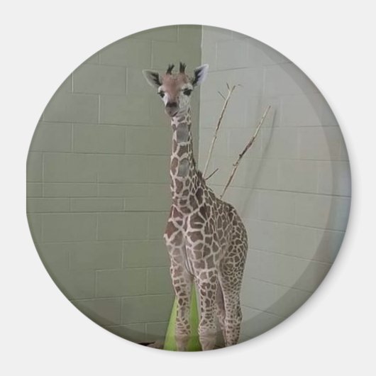 Angel Magnet (Vorne)