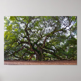 Angel Oak auf Johns Island, South Carolina Poster