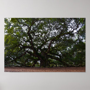 Angel Oak auf John's Island, South Carolina Poster