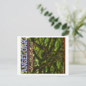 ANGEL OAK - CHARLESTON SÜDCAROLINA USA POSTKARTE (Stehend Vorderseite)