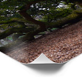 Angel Oak in South Carolina Poster (Ecke)