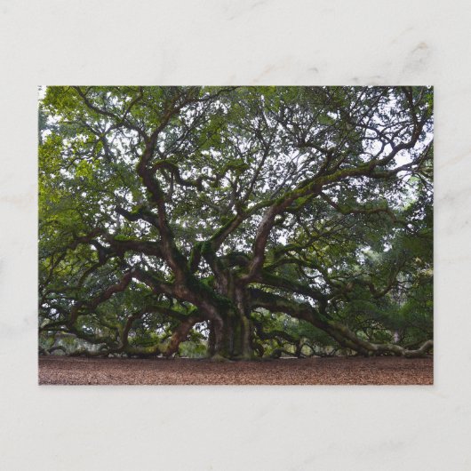 Angel Oak, John's Island, South Carolina Postkarte (Vorderseite)
