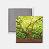 Angel Oak Magnet (Vorderseite/Rückseite)