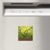 Angel Oak Magnet (In Situ (Geschirrspüler))