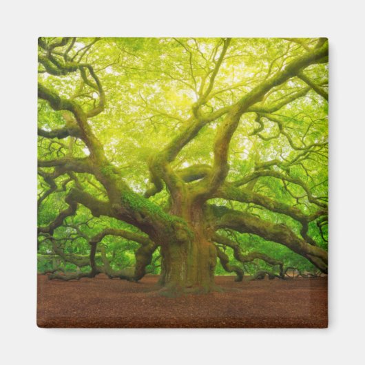 Angel Oak Magnet (Vorne)