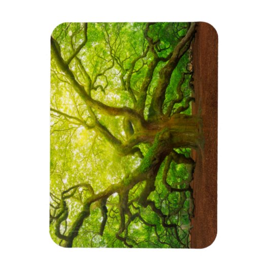 Angel Oak Magnet (Vertikal)