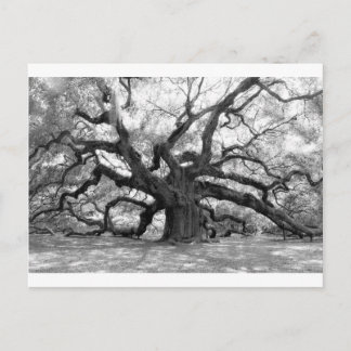 Angel Oak Postkarte