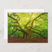 Angel Oak Postkarte (Vorne/Hinten)