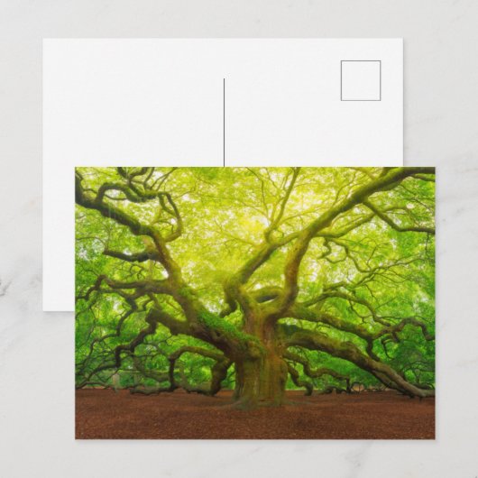 Angel Oak Postkarte (Vorne/Hinten)