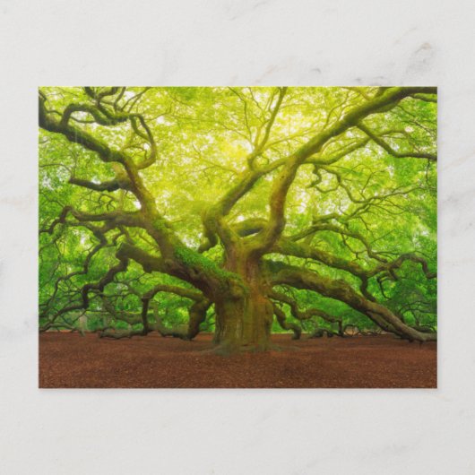 Angel Oak Postkarte (Vorderseite)