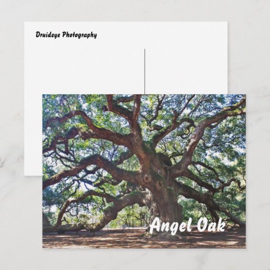 Angel Oak Postkarte (Vorne/Hinten)