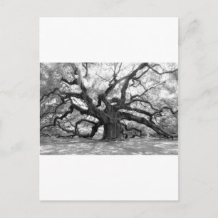 Angel Oak Postkarte