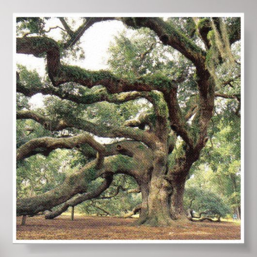 Angel Oak Tree 1.000 Jahre alt Poster (Vorne)