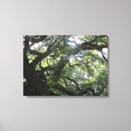Angel Oak Tree Canvas Print Leinwanddruck (Vorderseite)