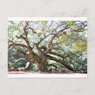 Angel Oak Tree Gifts Postkarte