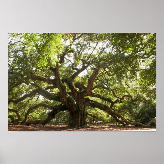 Angel Oak Tree ~ Johns Island, South Carolina Poster (Vorne)