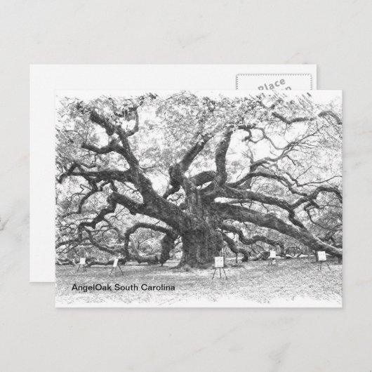 Angel Oak Tree Postkarte (Vorne/Hinten)