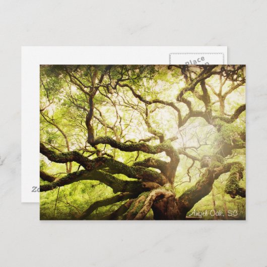 Angel Oak Tree Postkarte (Vorne/Hinten)