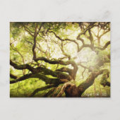 Angel Oak Tree Postkarte (Vorderseite)