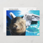 Angel Pig Postkarte (Vorne/Hinten)