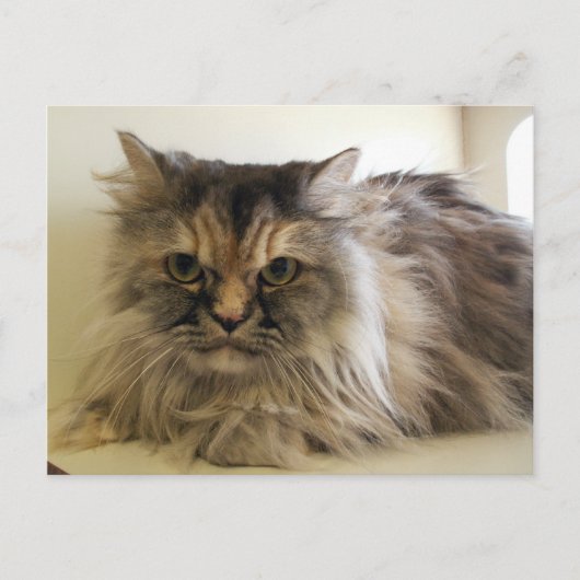 Angel Postkarte (Vorderseite)