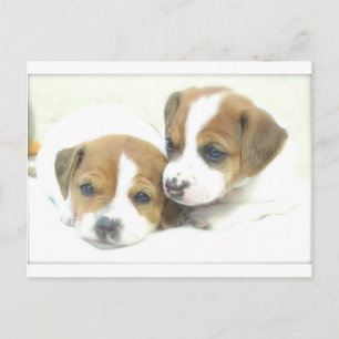 Angel Puppies Postkarte