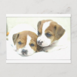 Angel Puppies Postkarte