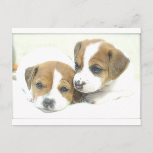 Angel Puppies Postkarte (Vorderseite)