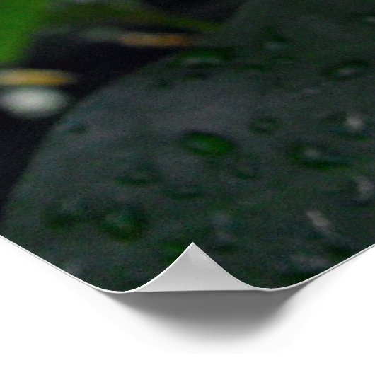 Angel Wing Begonias Poster (Ecke)